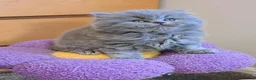 British Longhair cats for sale: Gorgeous BLH&BSH kittens in Tipton - Advert 6
