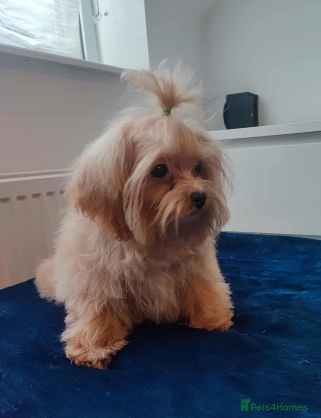 Maltipoo dogs for sale: Maltipoo puppys looking for loving home - Image 4