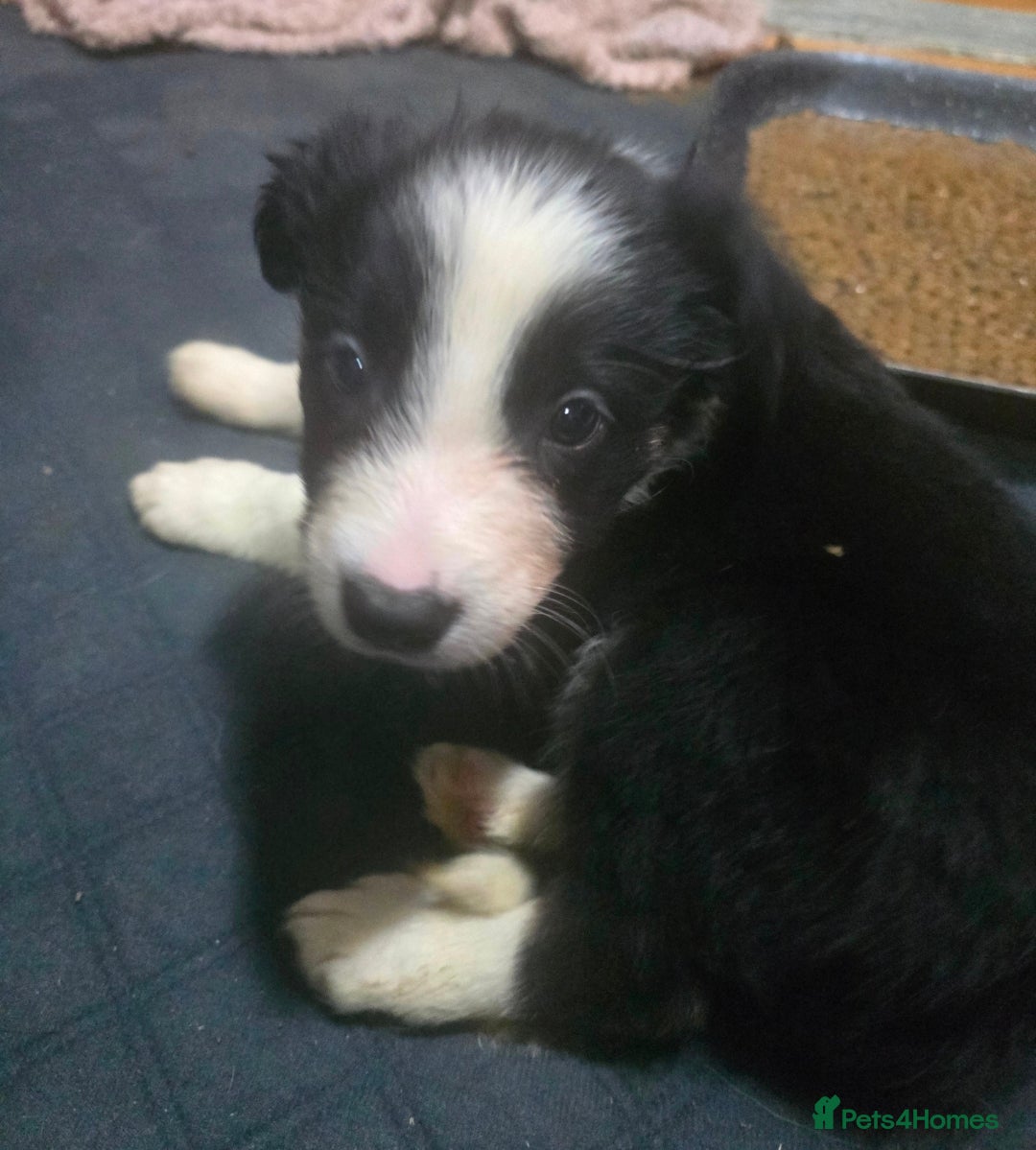 Border Collie dogs READY NEXT WEEK - Border Collie Pups - Advert 2
