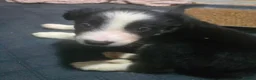 Border Collie dogs for sale: READY NOW - 2 MALE Border Collie Pups left - Advert 30