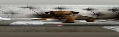 Mixed Breed Puppy 7