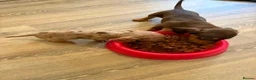 Dachshund dogs for sale: Dachsuand  - Advert 4