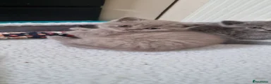 Scottish Fold Kitten 5