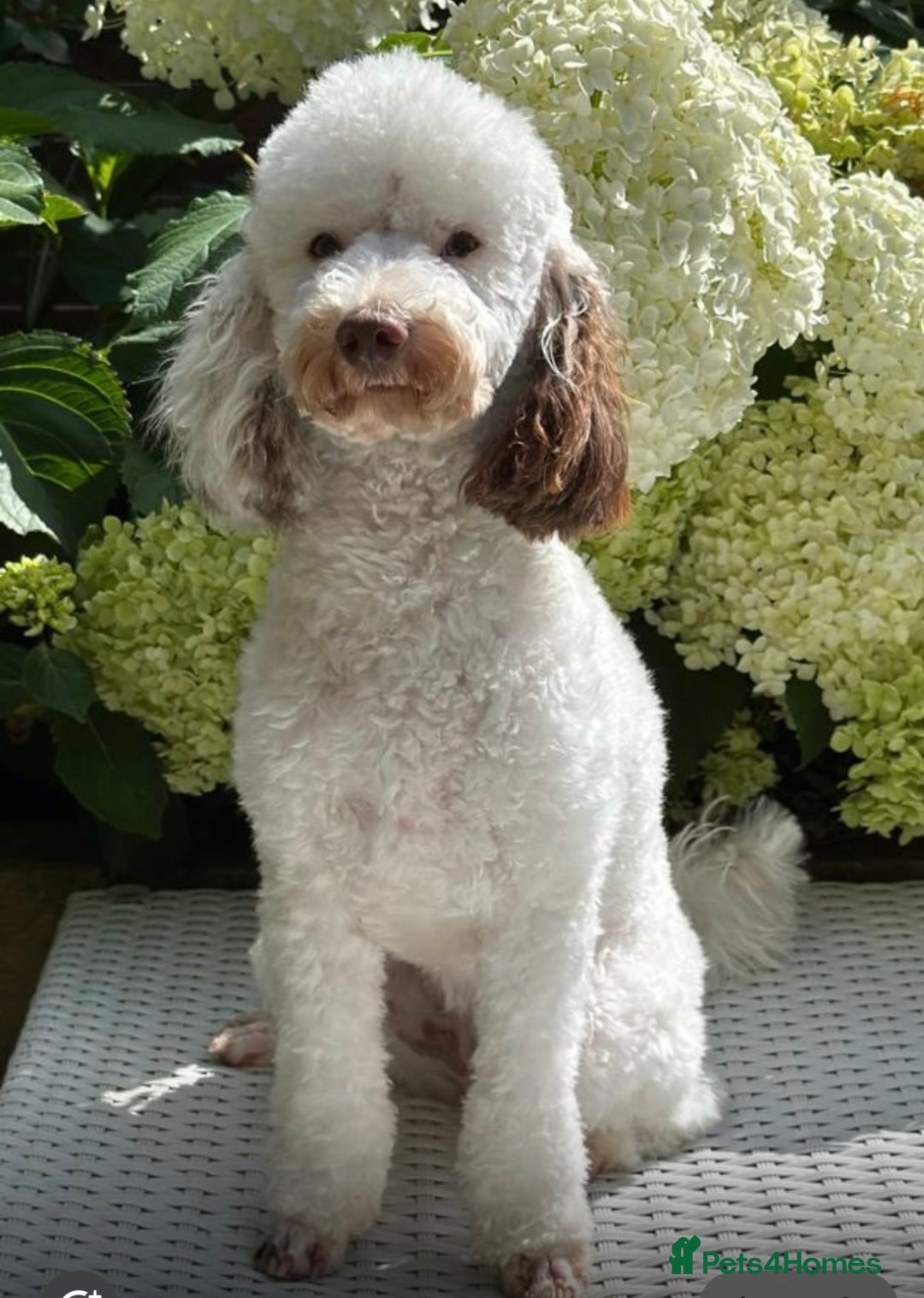 Miniature Poodle dogs for sale: Stunning chocolate phantom  - Advert 2