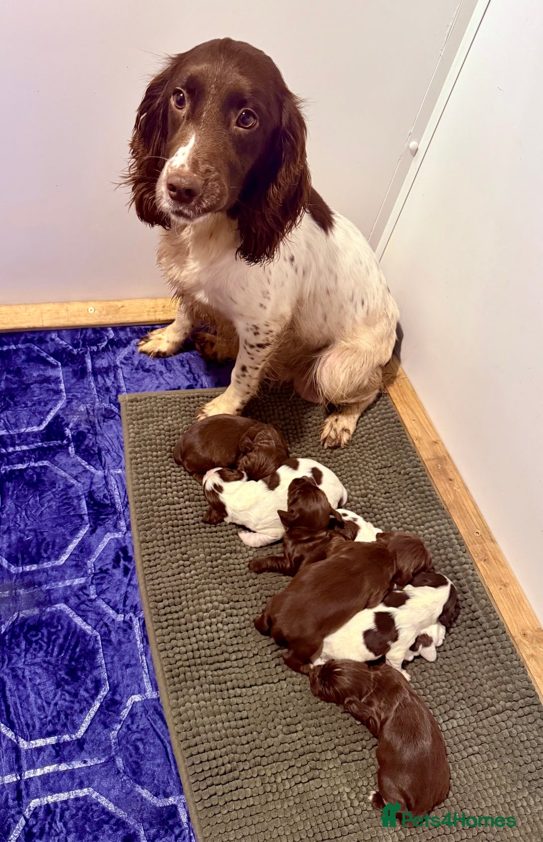 Sprocker dogs for sale: Sprocker spaniel puppies  - Advert 1