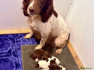 Sprocker dogs Sprocker spaniel puppies - Advert 6