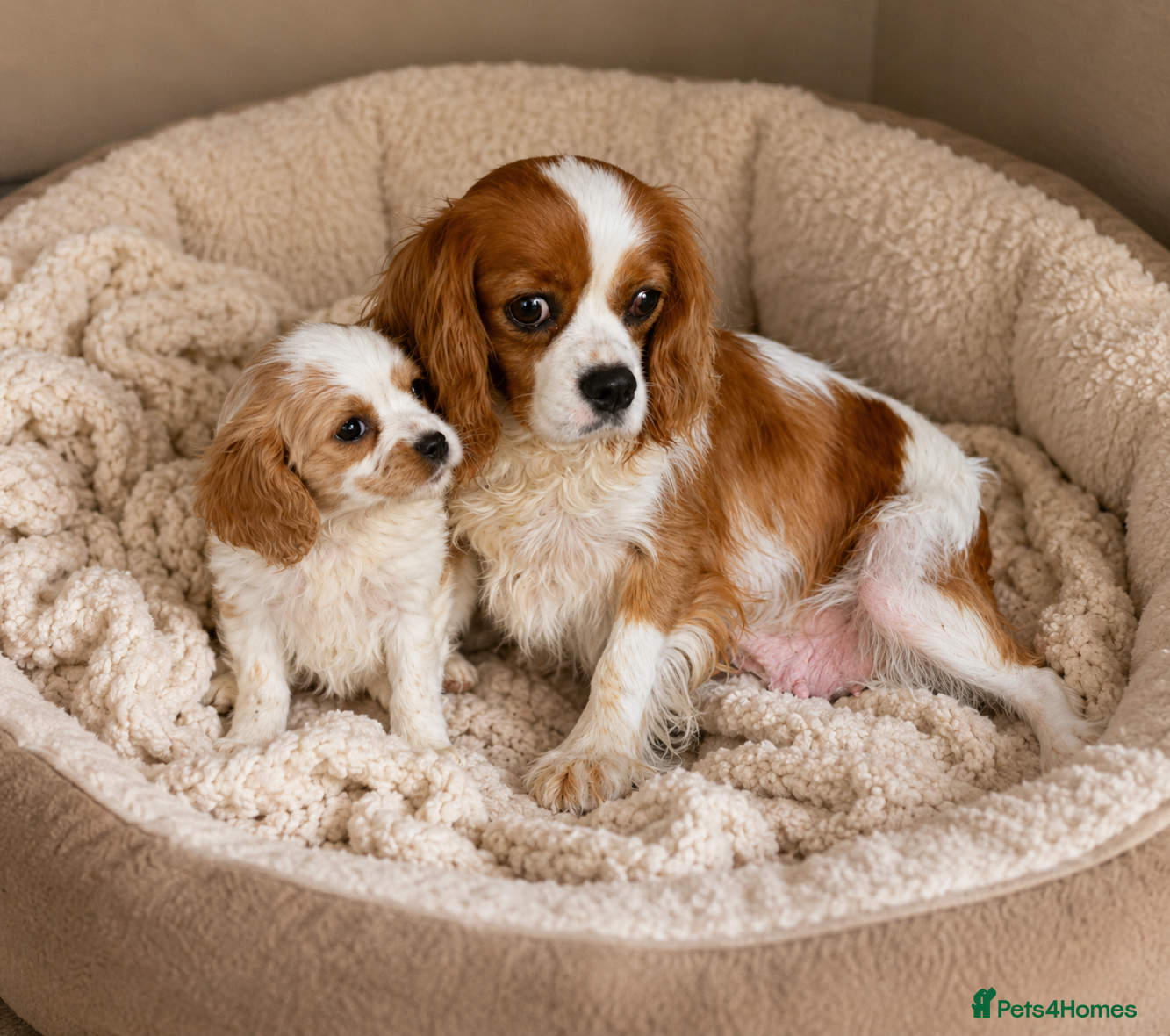 Cavachon dogs Adorable litter Cavachon Puppies - Advert 2