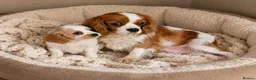 Cavachon dogs for sale: Adorable litter Cavachon Puppies in Queenborough - Advert 1