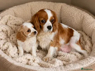 Cavachon dogs Adorable litter Cavachon Puppies - Advert 1