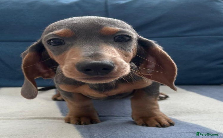 Miniature Dachshund dogs - Advert 4