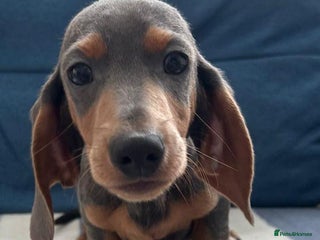 Miniature Dachshund dogs - Advert 1