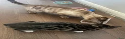Bengal cats for sale: Beautiful male Bengal kitten - Advert 2