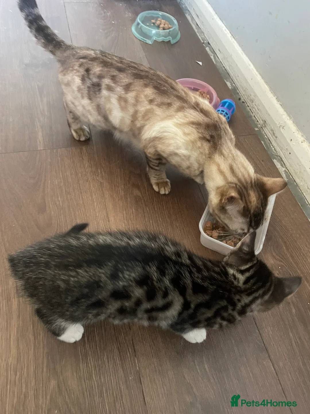 Bengal cats for sale: Beautiful male Bengal kitten - Advert 2