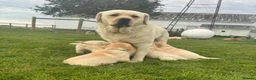 Labrador Retriever dogs for sale: English Labrador Retrievers puppies. in Edinburgh - Advert 1