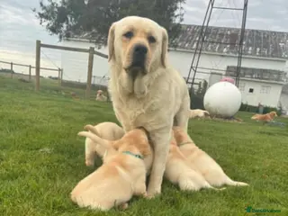 Labrador Retriever dogs English Labrador Retrievers puppies. - Advert 3