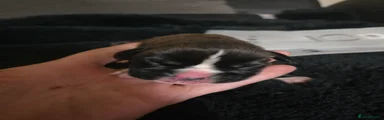 Boxer Puppy 1