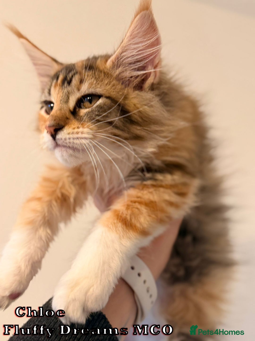 Maine Coon cats for sale: Fluffy Maine Coons 3 girls 1 boy active/non-active - Image 15