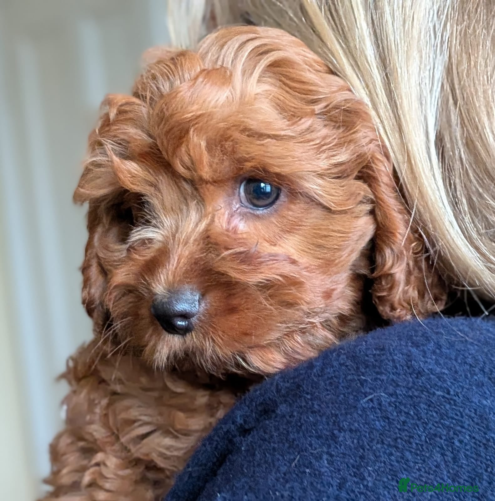Cavapoo dogs Gorgeous, rare 'Splash' Cavapoo puppies - Advert 1