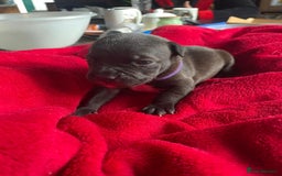 Staffordshire Bull Terrier dogs for sale: Mariusz  - Image 16