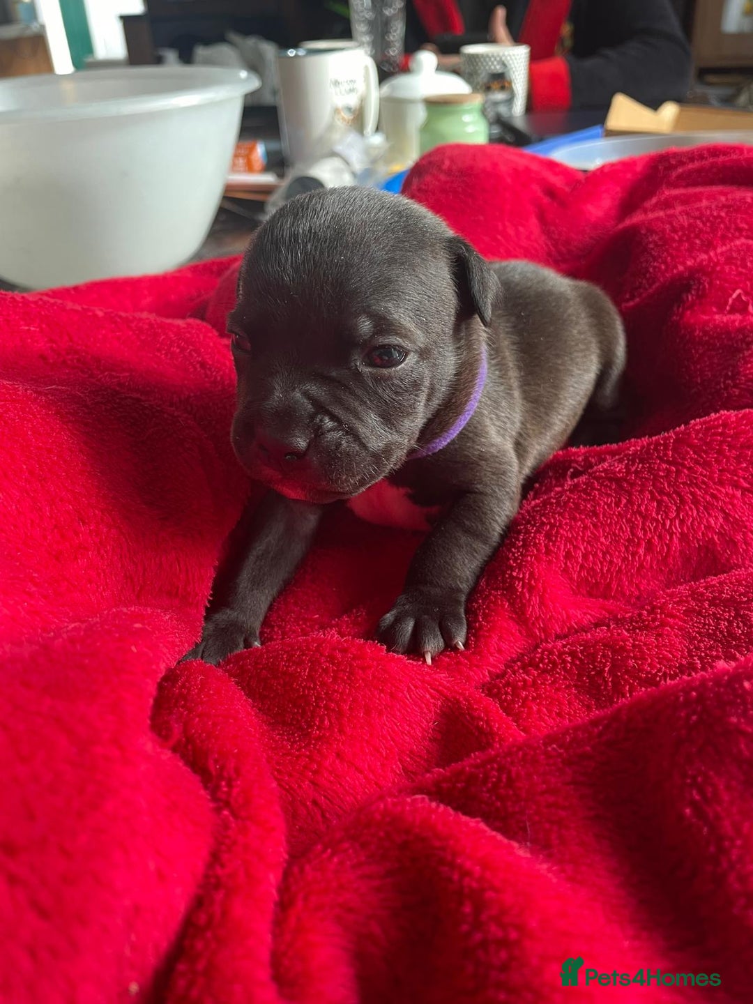 Staffordshire Bull Terrier dogs for sale: Mariusz  - Image 16