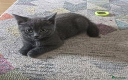 British Shorthair cats for sale: Four beautiful British shorthair kittens  - Advert 7