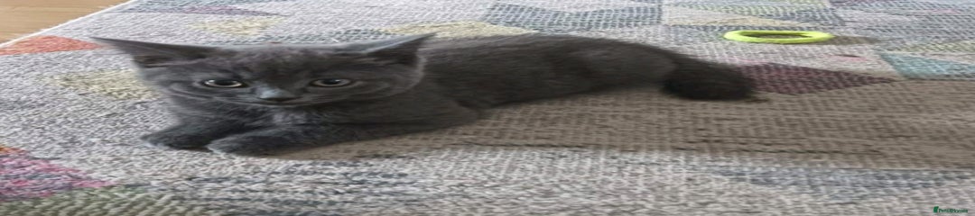 British Shorthair Kitten 1