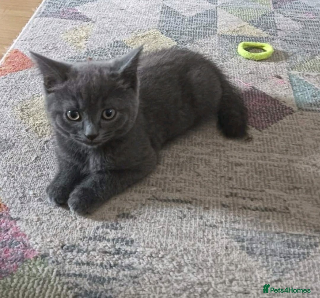 British Shorthair cats for sale: Four beautiful British shorthair kittens  - Advert 7