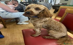 Cockapoo dogs for stud: Cockapoo  - Image 3