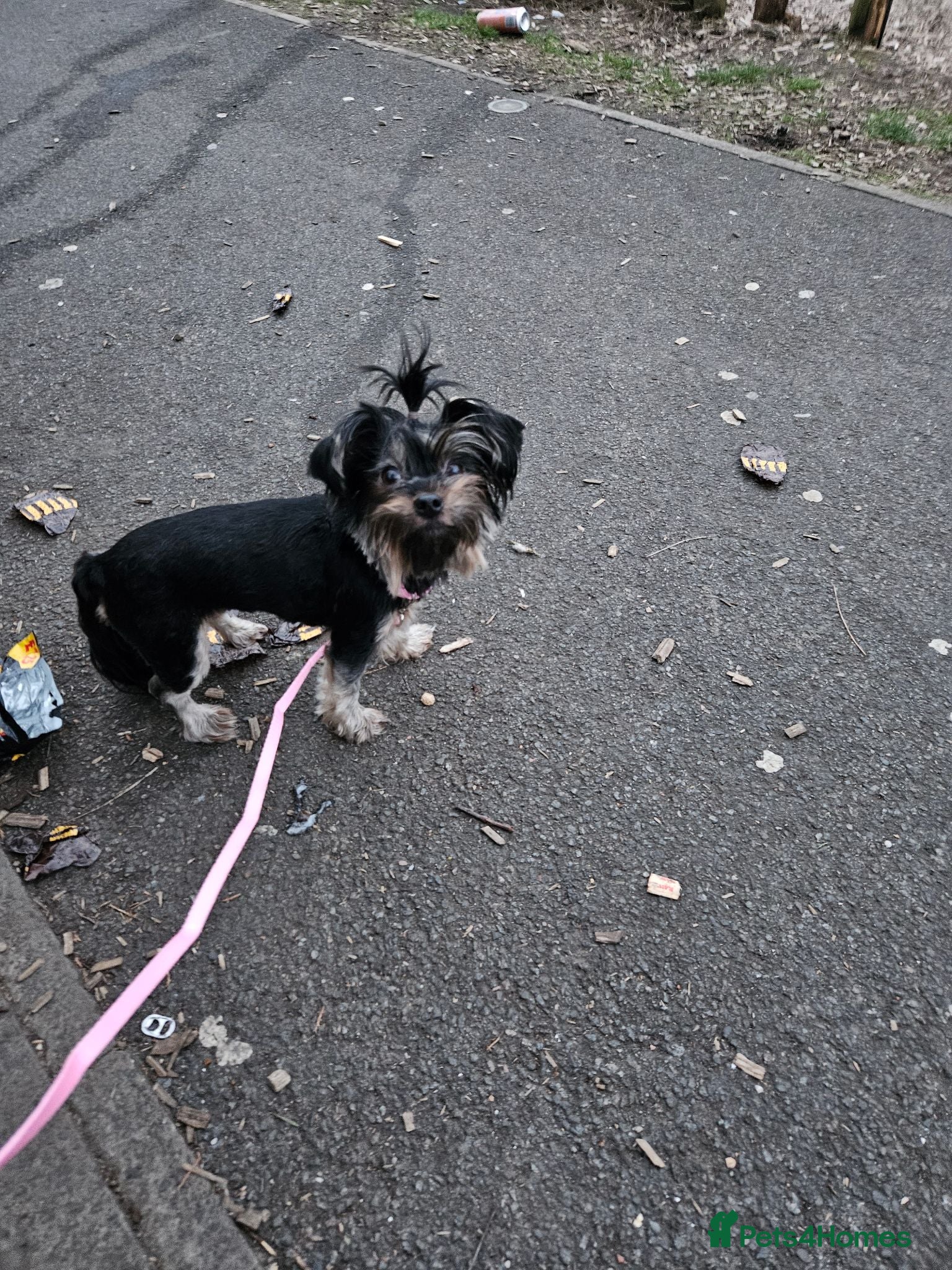 Yorkshire Terrier dogs Looking for stud - Advert 1