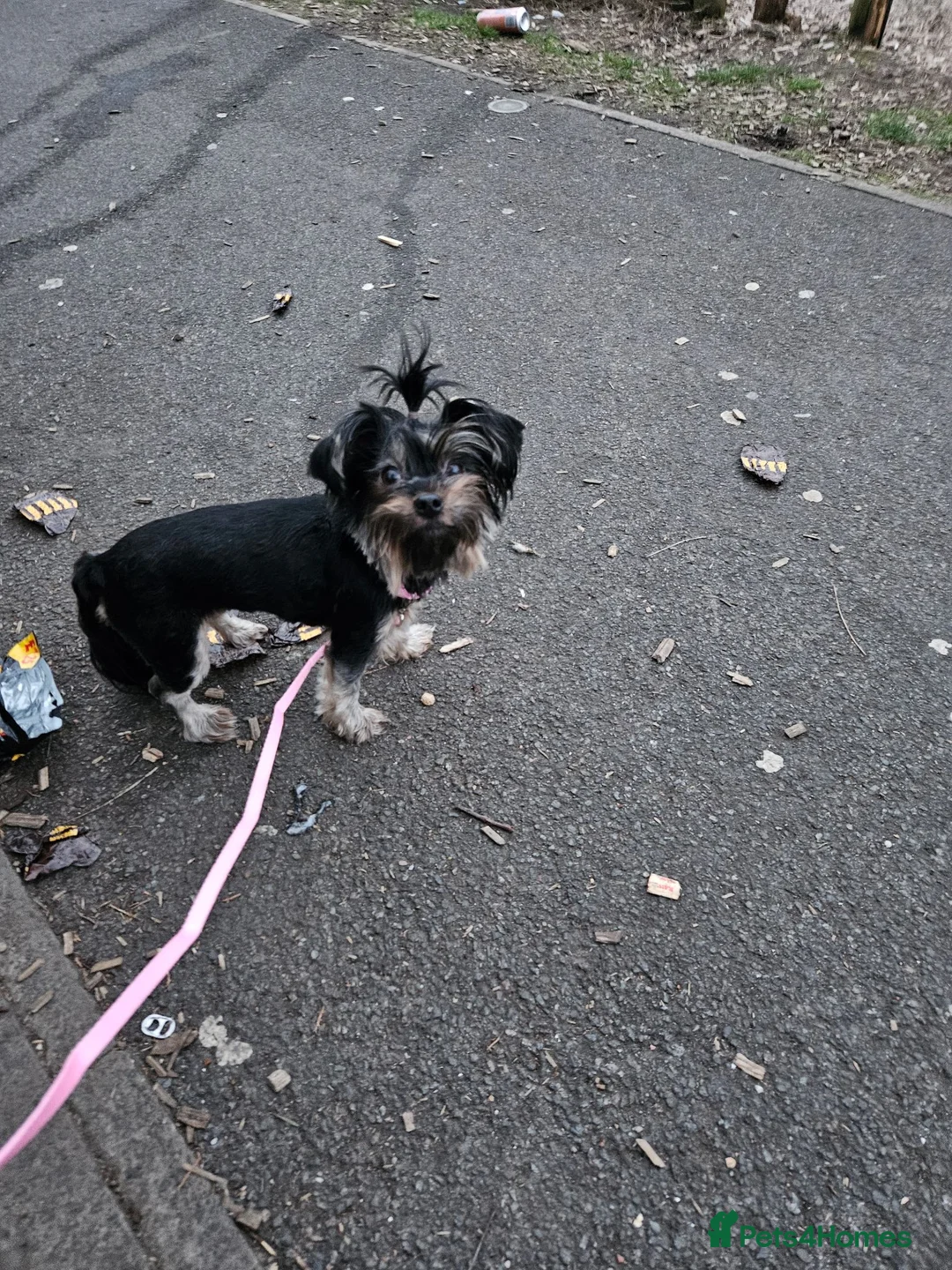 Yorkshire Terrier dogs for stud: Looking for stud in Falkirk - Advert 1