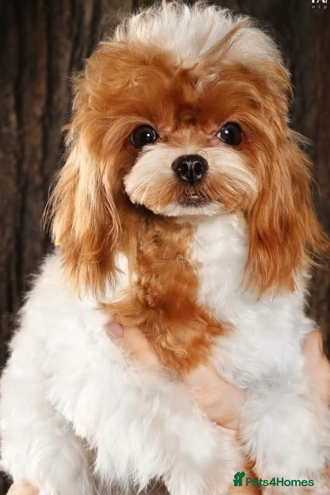 Toy Poodle dogs for sale: Stunning Asian Toy Poodle Puppies – Ready Now 🐾 - Advert 2