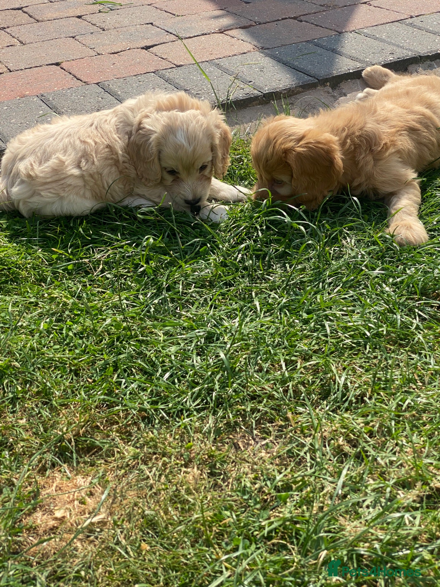 Cockapoo dogs Cockapoo puppies  - Advert 2