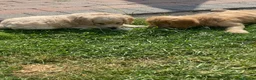 Cockapoo dogs for sale: Cockapoo puppies  - Advert 17