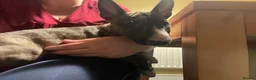 Miniature Bull terrier dogs for sale: English bull terrier (miniature)  - Advert 4