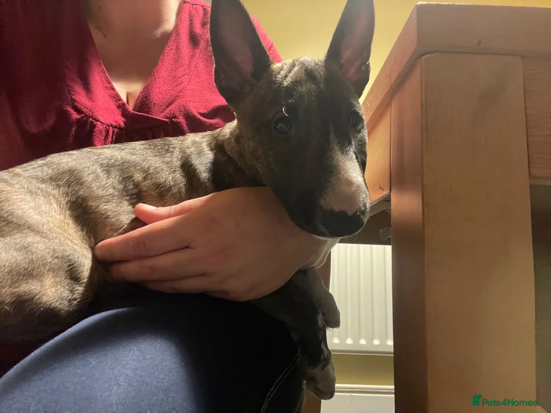 Miniature Bull terrier dogs for sale: English bull terrier (miniature)  - Advert 4