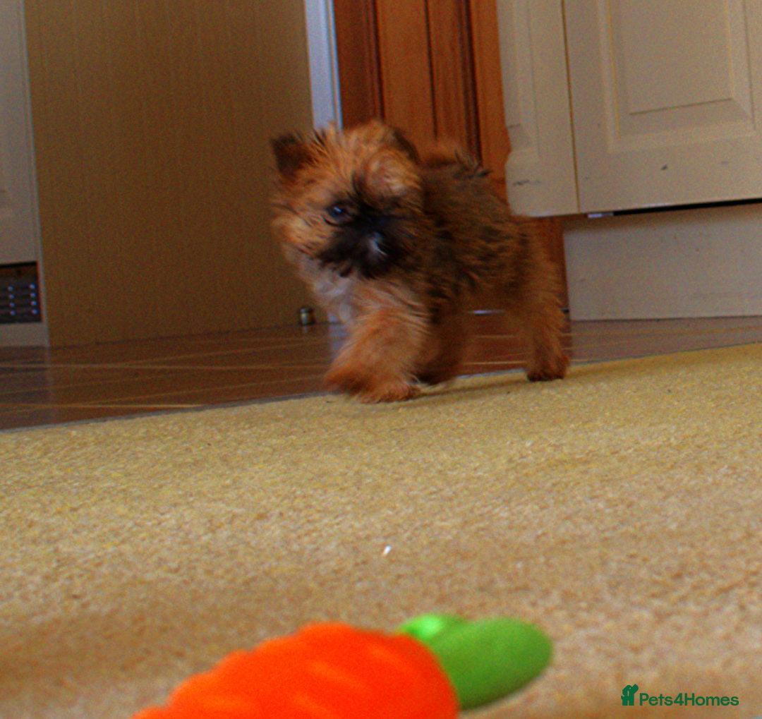 Griffon Bruxellois dogs for sale:  12 old griffon bruxellois for sale - Image 4