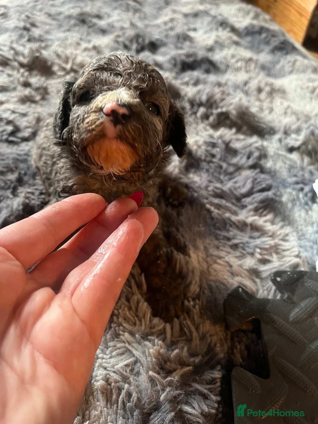 Labradoodle dogs for sale: 🐾Stunning Miniature Labradoodle F1b Puppies🐾  - Image 5