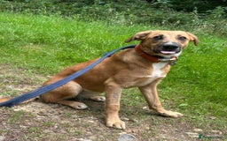 Mixed Breed dogs for adoption: Laska - Norwich Norfolk  - Image 8