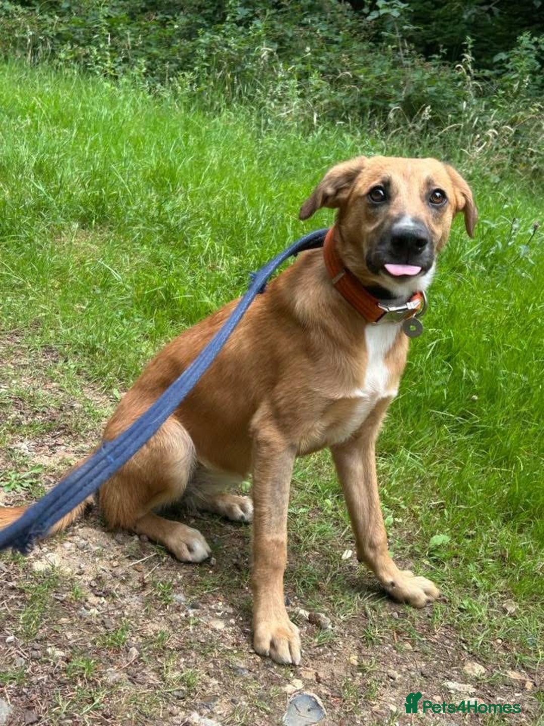 Mixed Breed dogs for adoption: Laska - Norwich Norfolk  - Image 8