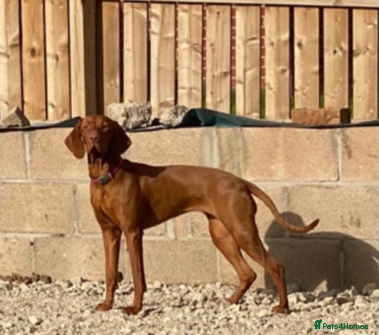 Hungarian Vizsla dogs Exceptional Hungarian Vizsla Puppies - Advert 2
