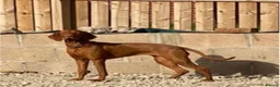 Hungarian Vizsla dogs for sale: Exceptional Hungarian Vizsla Puppies - Advert 4