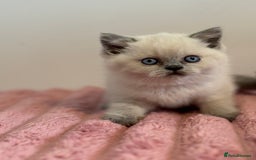 British Shorthair cats for sale: British short hairs  - Image 22