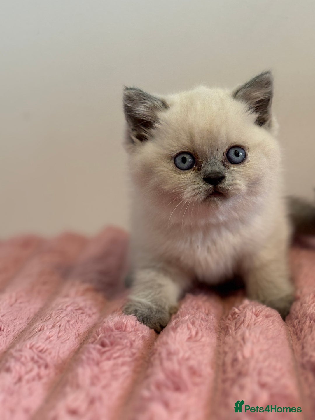 British Shorthair cats for sale: British short hairs  - Image 22