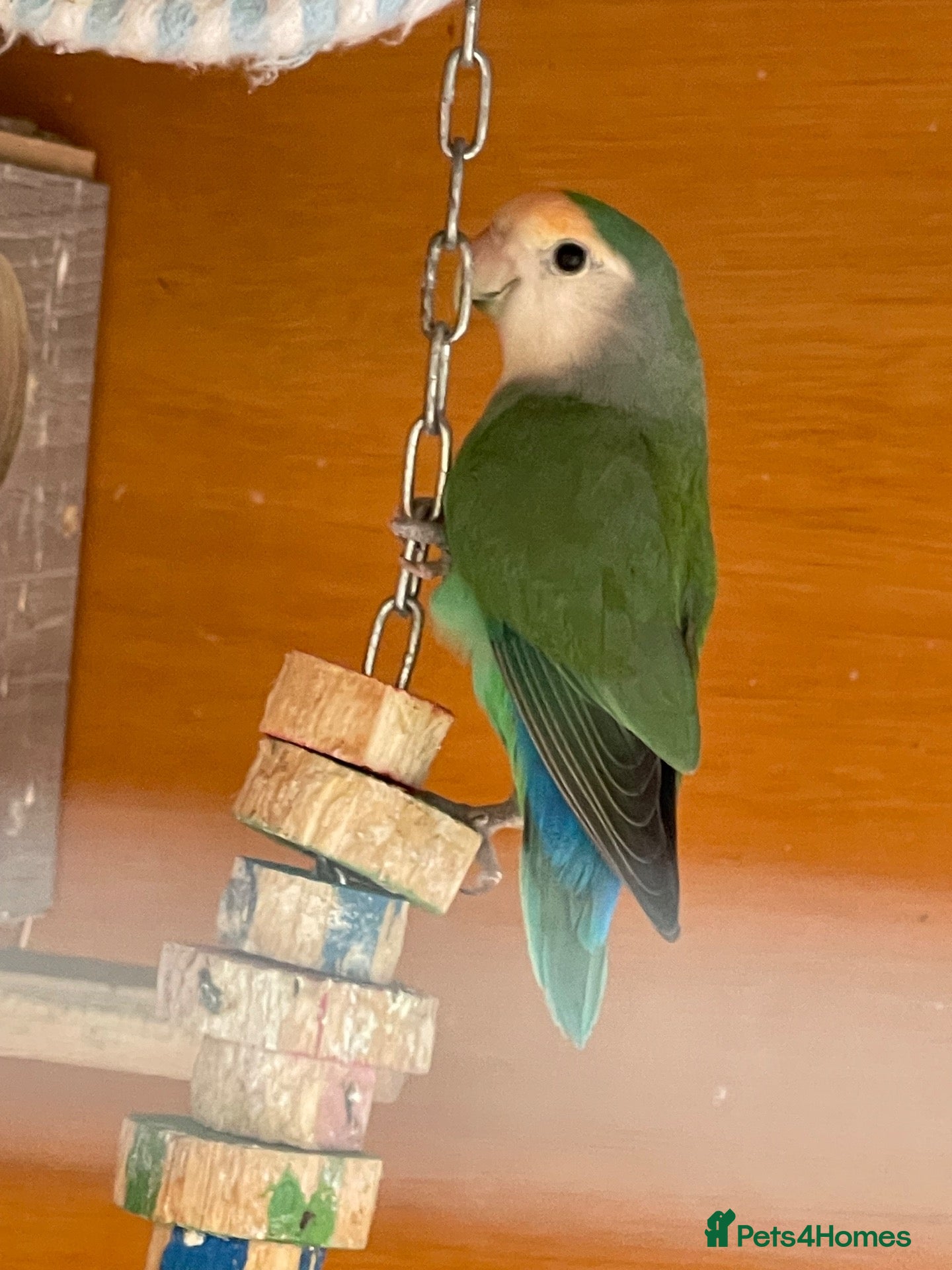 Lovebirds birds Lovebirds for loving home - Advert 1