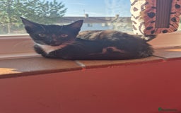 Mixed Breed cats for sale: X2 black and white 10 week old female kittens  - Image 8