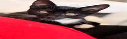 Mixed Breed cats for sale:  **   in Birkenhead - Advert 6