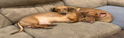 Dachshund dogs for sale: Dachshunds couple - Advert 1
