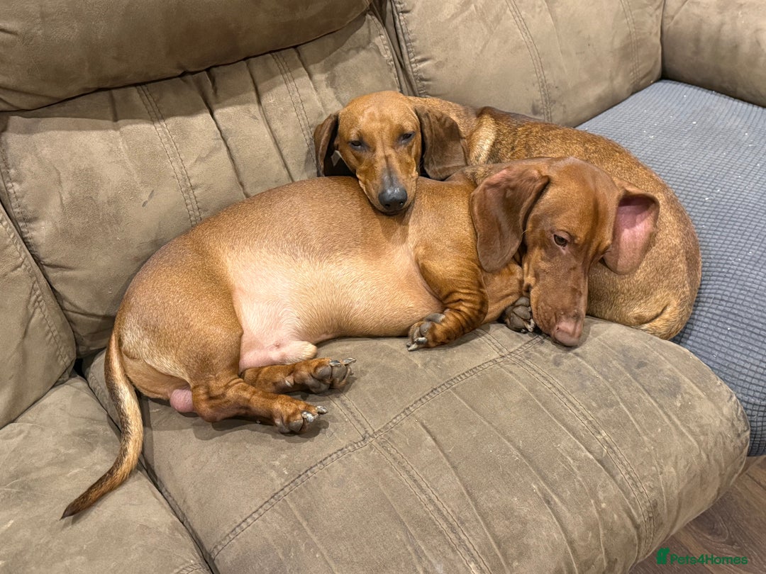 Dachshund dogs for sale: Dachshunds couple - Advert 1