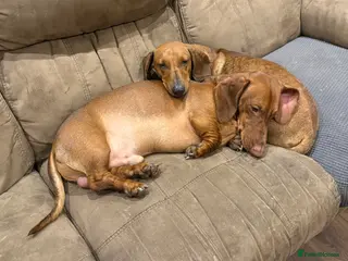 Dachshund dogs Dachshunds couple - Advert 13