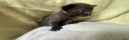Mixed Breed cats for sale: Mixed Kittens - Some are Bengal Mix  in Brighton - Advert 7